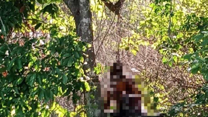 Mayat tanpa identitas gegerkan warga Desa Singabangsa, Kecamatan Tenjo, Kabupaten Bogor

