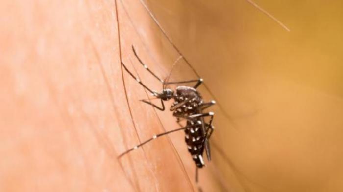 Nyamuk Aedes Aegypty