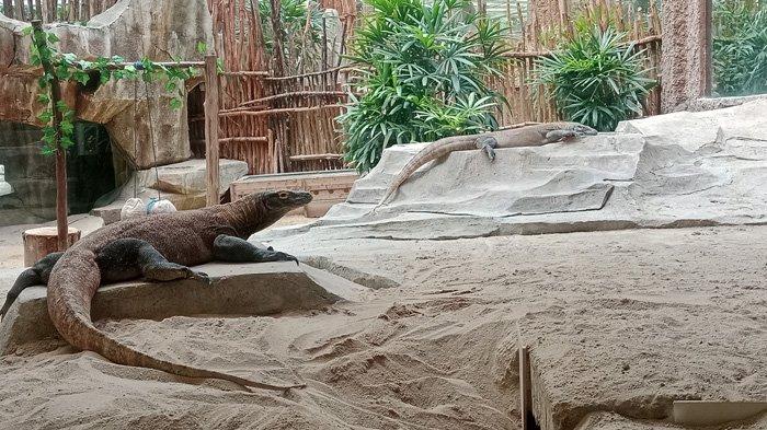 Di tempat wisata Taman Safari Bogor ini kamu akan diajak belajar mengenal beragam satwa langka dari seluruh dunia.