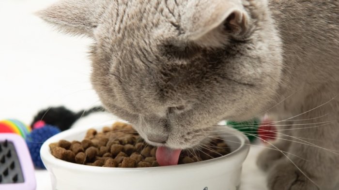 Kegemukan atau obsitas pada kucing bisa dicegah dengan biji mahoni
