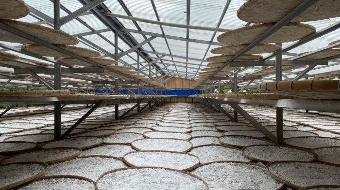 UMKM BOGOR – Proses pembuatan tepung tapioka di Cijujung, Bogor. Salah satunya penjemuran tepung basah tapioka di dalam tribun yang membutuhkan waktu 6 sampai 8 jam agar mendapatkan hasil tepung yang baik.