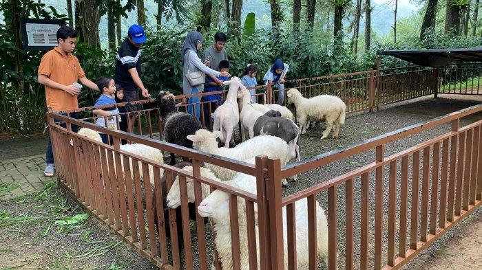 TEMPAT WISATA BOGOR - Daong Pancawati didesain dengan konsep hutan wisata kekinian yang memadukan alam terbuka dengan spot-spot foto yang Instagramable dan area mini zoo untuk wisata edukasi, tempat wisata Bogor ini juga sangat family friendly dan cocok bagi pengunjung yang ingin liburan ngajak anak-anak.