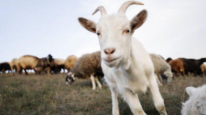 Jenis kambing yang bisa dijadikan hewan peliharaan sesuai rekomendasi pakar IPB University