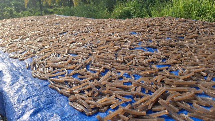 Proses produksi kerupuk rambak jawa dari UMKM Lancar Barokah Bogor, disukai pejabat, anggota dewan, polisi, TNI.
