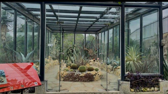 TEMPAT WISATA BOGOR - Koleksi kaktus dan sukulen dari berbagai daerah kering di dunia. Tersimpan dalam rumah kaca di Taman Meksiko, Kebun Raya Bogor, yang dirancang untuk menciptakan kondisi ideal bagi tanaman gurun agar tetap tumbuh subur di iklim tropis.