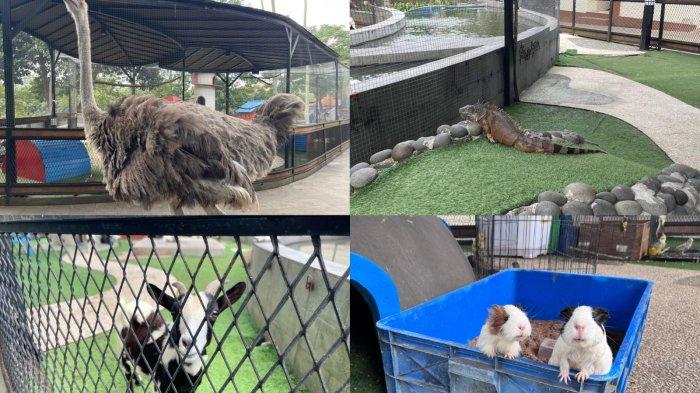 WISATA BOGOR – Beragam satwa seperti burung unta, iguana, kambing, hingga marmut menjadi daya tarik utama di Pet Zoo Mall Boxies 123. Pengunjung, khususnya anak-anak, dapat berinteraksi langsung dengan hewan-hewan ini dalam suasana yang aman dan edukatif.