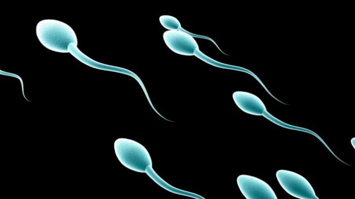Ilustrasi sperma yang berenang di dalam vagina/