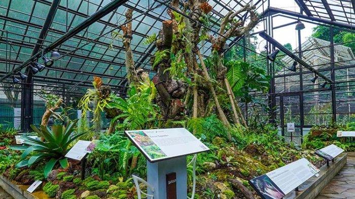 Anda bisa belajar mengenal jenis tanaman di Kebun Raya Bogor, tempat wisata ikonik di Bogor ini selalu ramai dikunjungi wisatawan apalagi pada akhir pekan.