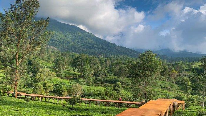 Rekomendasi tempat wisata di Bogor yang kekinian, salah satunya Tea Bridge Gunung Mas, Puncak