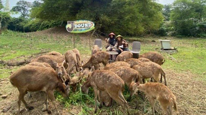Melihat dan berinteraksi lebih dekat dengan hewan sepuasnya di tempat wisata Bogor dengan mengunjungi Jbound.