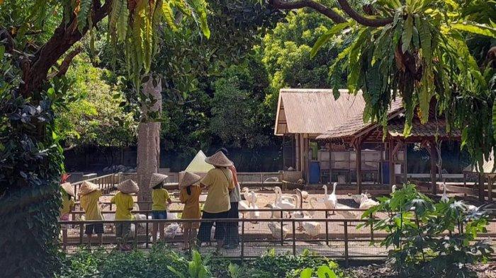 Menikmati aneka hewan di Kuntum Farmfield yang menyuguhkan wisata perkebunan serta peternakan yang menjadi tempat wisata di Bogor yang cocok menjadi pilihan.