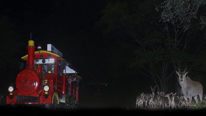 Pengumuman, Safari Malam di Taman Safari Bogor ditutup sementara selama 40 hari ke depan