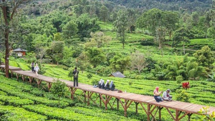 Gunung Mas Tea Hills merupakan tempat wisata di Puncak Bogor yang menjadi favorit. Wisatawan yang ingin memasuki kawasan Gunung Mas akan dikenakan biaya.