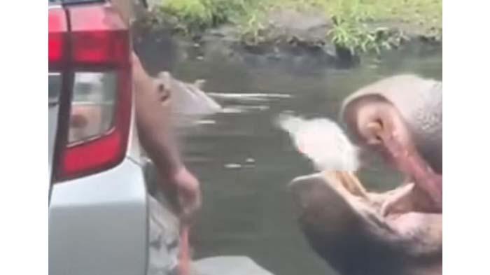 Wisatawan di Taman Safari Bogor masukkan plastik ke dalam mulut kuda nil