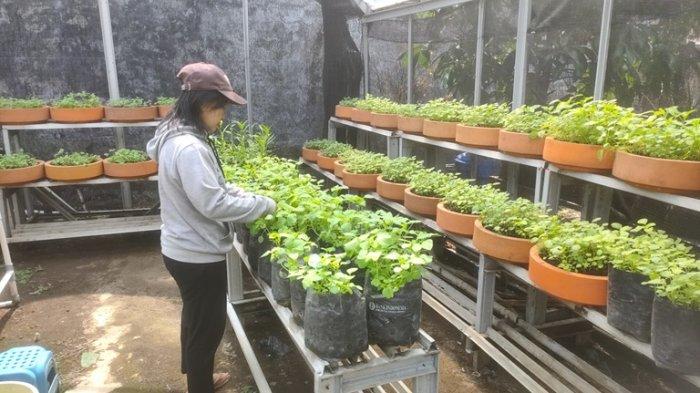 Lewat Urban Farming, Emak-emak di RW.8 Merbabu Asih di Kelurahan Larangan, Kecamatan Harjamukti, Kota Cirebon Cirebon Tangkal Inflasi dari Pekarangan Rumah