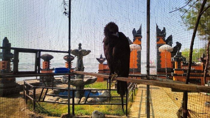 Elang hitam yang ada di Pantai Tirta Ayu, Balongan, Indramayu.