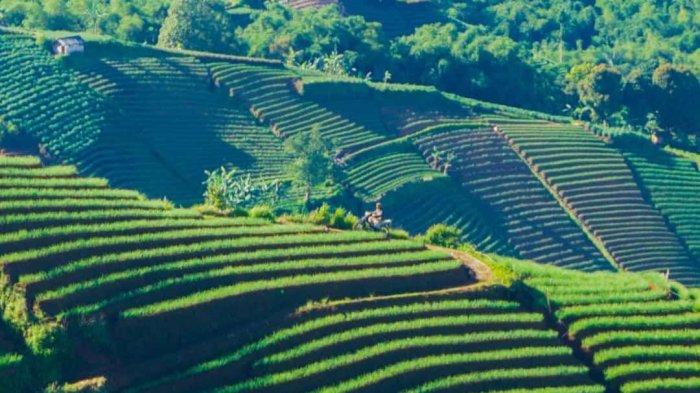 Objek Wisata Terasering Panyaweuyan Majalengka saat ini sepenuhnya terlihat hijau dari tanaman bawang yang tengah ditanam