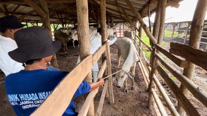 Petugas saat melakukan vaksinasi sapi di kadang peternak di Desa Jatisura, Kecamatan Cikedung, Indramayu, Selasa (7/1/2025)