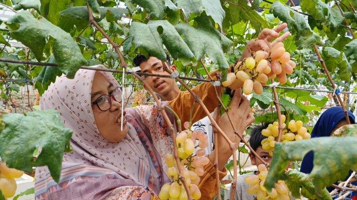 Wisata petik anggur di Green House Anggocip Tirta Sumber Jaya Cipangalun Ciamis.