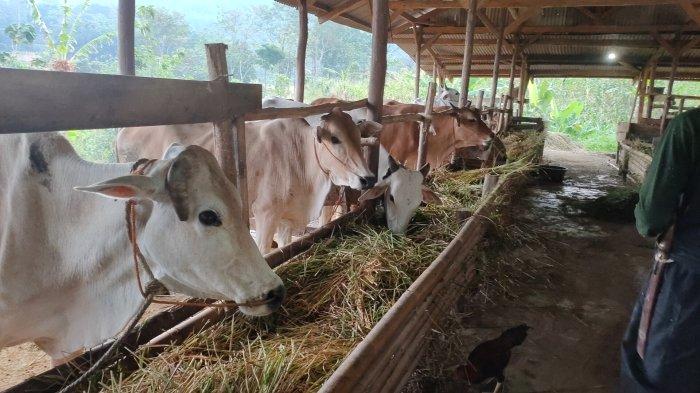 Sejumlah sapi yang dijual Suhri (63), di Blok Pancurendang, Kelurahan Babakan Jawa, Kecamatan/Kabupaten Majalengka