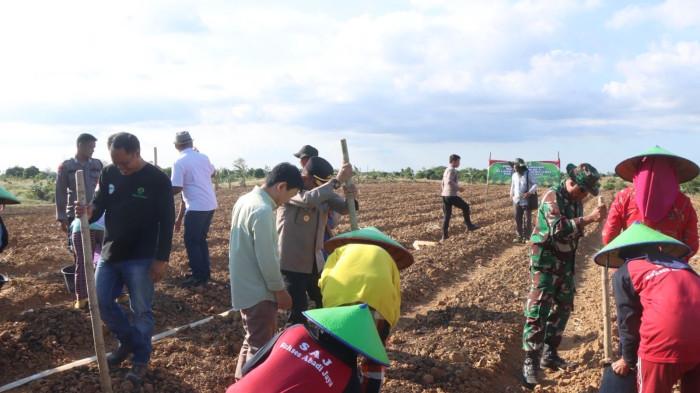 TANAM JAGUNG - Polres Indramayu Polda Jabar tanam jagung tahap ketigaOIL