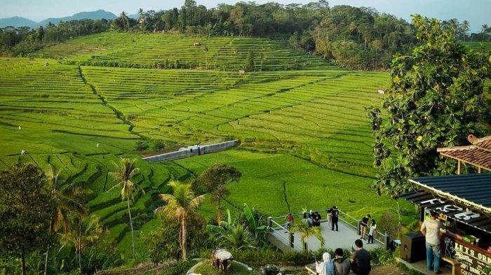 View hamparan sawah di Desa Bantaragung, Kecamatan Sindangwangi, Kabupaten Majalengka yang menjadi daya tarik wisatawan untuk berkunjung