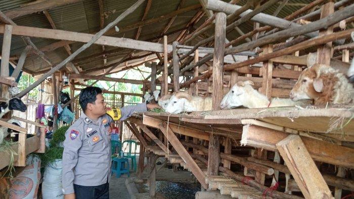 Anggota Polsek Patrol, Polres Indramayu, Briptu Heri Handika saat memberi pakan domba ternaknya di Kecamatan Patrol, Indramayu, Minggu (17/11/2024).