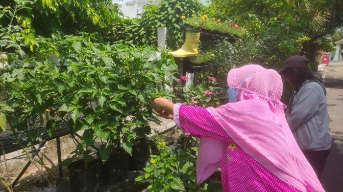 Lewat Urban Farming, Emak-emak di RW.8 Merbabu Asih di Kelurahan Larangan, Kecamatan Harjamukti, Kota Cirebon Cirebon Tangkal Inflasi dari Pekarangan Rumah