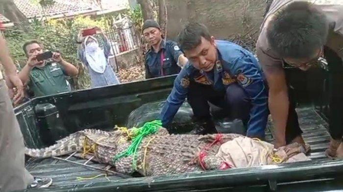 Petugas gabungan saat mengevakuasi buaya sepanjang kira-kira dua meter di Desa Jadimulya, Kecamatan Gunungjati, Kabupaten Cirebon, Selasa (25/7/2023)