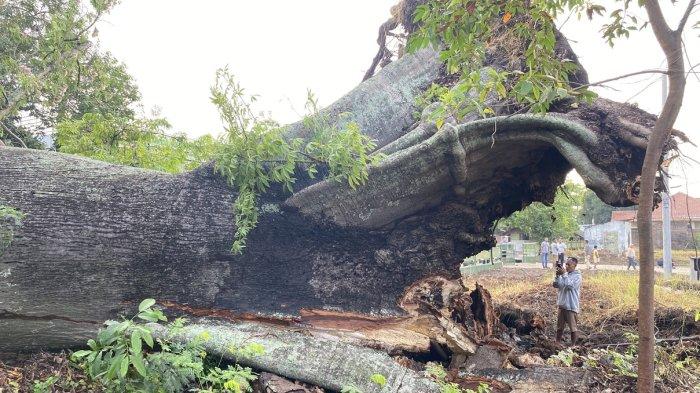 Pohon randu gede di Kelurahan Margadadi, Kecamatan/Kabupaten Indramayu tumbang, Minggu (5/1/2025)