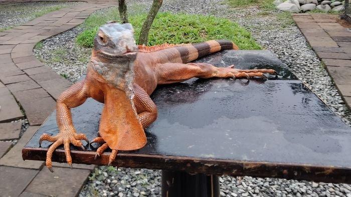 Penampakan iguana Amerika yang ada di Satwa Land tempat wisata kuliner Arunika Eatery, Kuningan, Senin (30/1/2023).
