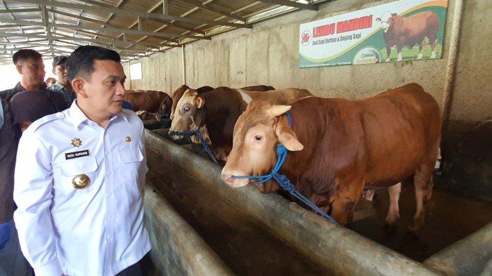 Penjabat Bupati Majalengka, Dedi Supandi, saat mengecek hewan korban.