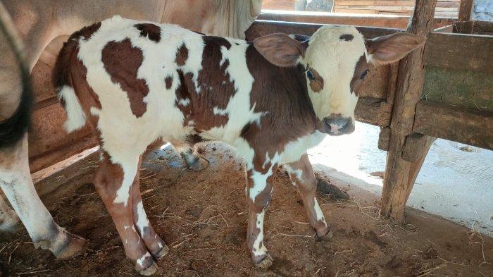 Sapi Belgian Blue, Ras Baru di Indonesia, Berhasil Dikembangkan DKPPP ...