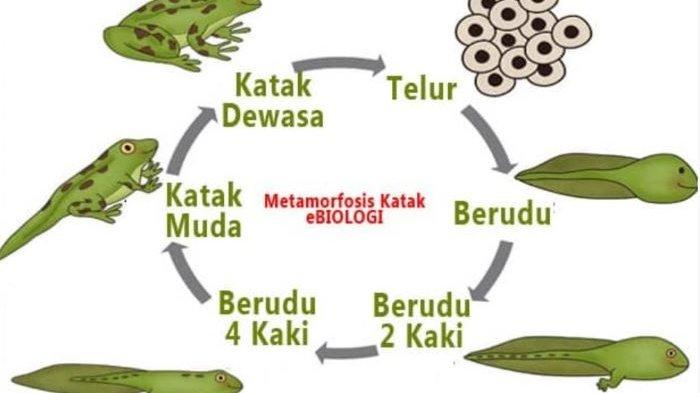 Gambar Ciri-ciri Makhluk Hidup Kelas 6 SD