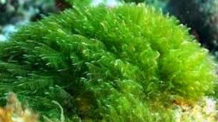 Ganggang Hijau Nutrisi Tinggi