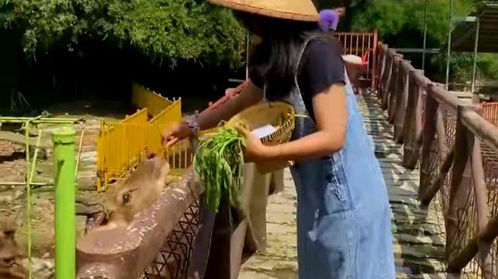 Pengunjung menikmati aktivitas memberi makan rusa di Rivera Bogor pada Senin (15/1/2024).