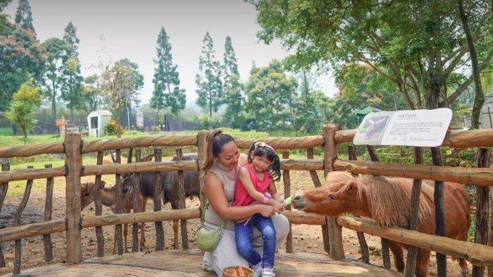 ROYAL SAFARI - Pengunjung menikmati interaksi dengan satwa di Royal Safari Garden Cisarua, Kabupaten Bogor