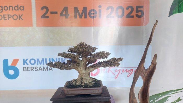 TANAMAN LANGKA - Salah satu tanaman bonsai yang dihargai Rp 150 juta, ikut mejeng dalam Kontes dan Pameran Bonsai Kecil & Bujin di saung Komunitas Kampung Kita Depok (K3D), Jalan Margonda Raya, Kemiri Muka, Beji, Kota Depok, Minggu (4/5/2025).