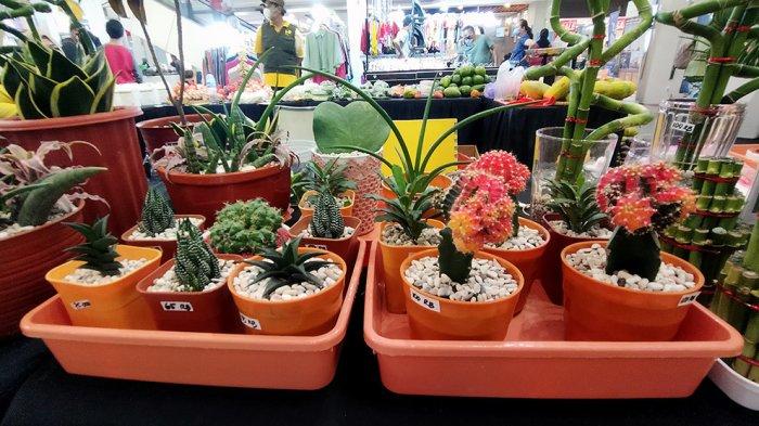 Aneka Tanaman Kaktus Dijual Cuma Rp 35 Ribu Hingga Rp 100 Ribu di Dmall ...