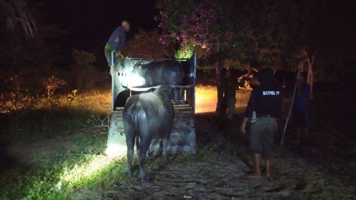 AMANKAN - Anggota Sat Pol PP Nagekeo saat mengamankan hewan yang hendak di selundupkan lewat jalur tikus di Desa Anakoli,Wolowae, Nagekeo,Senin 24 Maret 2025 dini hari.