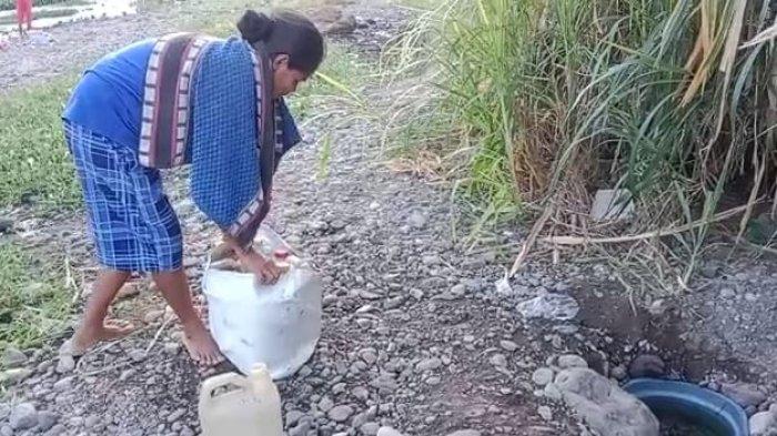Warga Desa Reroroja, Kecamatan Magepanda, Kabupaten Sikka, NTT, harus menggali dasar sungai yang mengering untuk mendapatkan sisa-sisa air di dalam tanah, Sabtu, 2 September 2023.