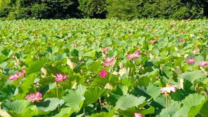 BUNGA MEKAR---Bunga Lotus di Danau Rana Tonjong Pota sedang mekar. Gambar diambil, Selasa 4 April 2023.