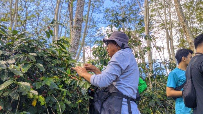 Bupati Ngada, Andreas Paru sedang memetik kopi saat berlangsung Festival Wolobobo Ngada 2024.
