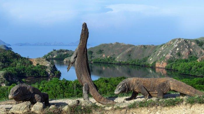 Komodo yang hidup di Loh Buaya Pulau Rinca, Kawasan Taman Nasional Komodo (TNK), Manggarai Barat, Pulau Flores.