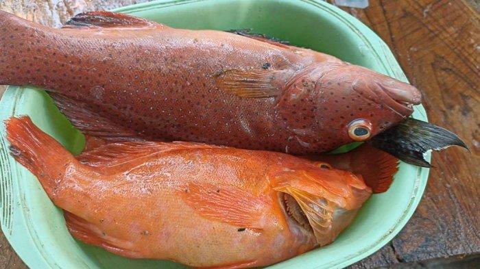 IKAN- Ikan kerapu segar di Desa Hadakewa yang siap untuk diolah.