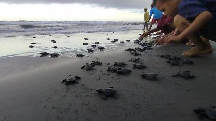 KONSERVASI- Pelepasan tukik di Pantai Kampung Bangko, Lembor Selatan, Manggarai Barat, NTT.