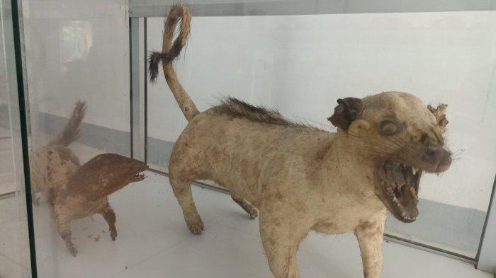 MUSEUM BLIKON BLEWUT- Kerangka utuh jenis tikus besar di Flores, museum Bikon Blewut, kompleks Seminari Tinggi Ledalero, Desa Nita, Kecamatan Nita, Kabupaten Sikka, Nusa Tenggara Timur.