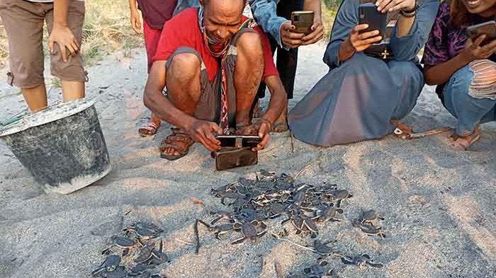 Sahabat Penyu Loang dan Riangdua bersama warga melepasliarkan 87 anak penyu hijau di Pantai Riangdua, Kecamatan Nubatukan, Kabupaten Lembata, Selasa petang, 26 April 2022.