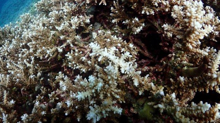 LAUT-