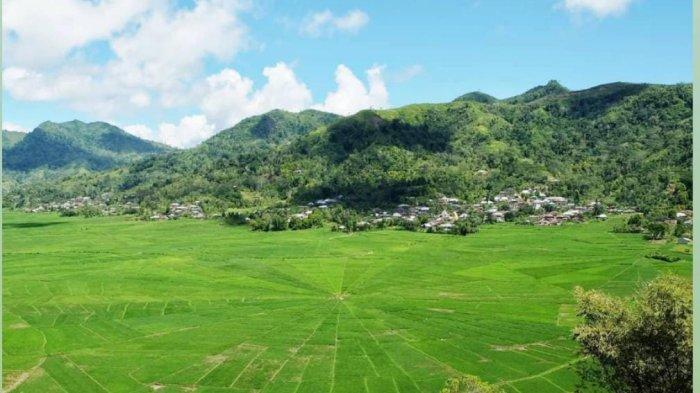 SAWAH- Lodok Cancar, sawah berbentuk jaring laba-laba di Cancar, Kabupaten Manggarai Timur, Flores, NTT.